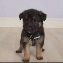 Thumbnail photo of Bentley #1