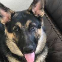 Thumbnail photo of Bentley #3