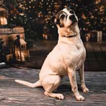 Thumbnail photo of Darla #3