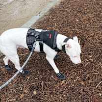 Thumbnail photo of Draco #1