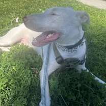 Thumbnail photo of Draco #2