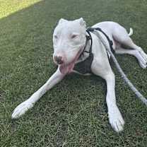 Thumbnail photo of Draco #4