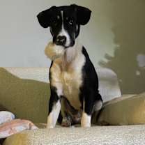 Thumbnail photo of Blossom  #4