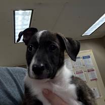 Thumbnail photo of Moth Man #3