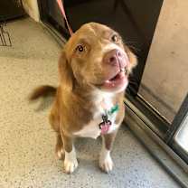 Thumbnail photo of Godiva Bon Bon #1