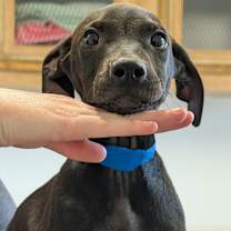 Thumbnail photo of Shade #2