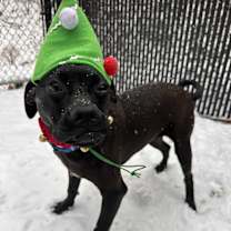 Thumbnail photo of Penguin (Mall of NH) #1