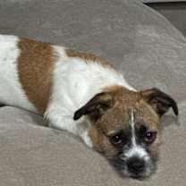 Thumbnail photo of Chewy #2