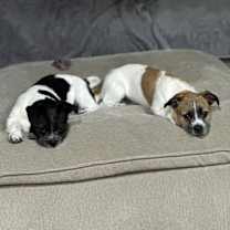 Thumbnail photo of Chewy #3