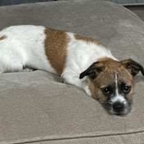 Thumbnail photo of Chewy #4