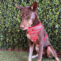 Thumbnail photo of Adam #2