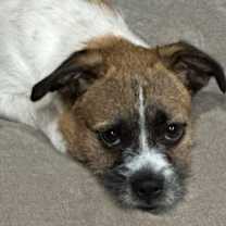 Thumbnail photo of Chewy #1