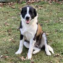 Thumbnail photo of Major #1