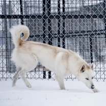 Thumbnail photo of Ash #3