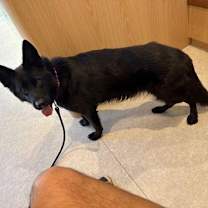 Thumbnail photo of Daisy 3143 #1