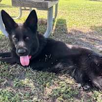 Thumbnail photo of Daisy 3143 #2