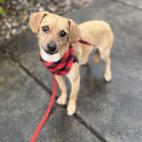 Thumbnail photo of Homer #1