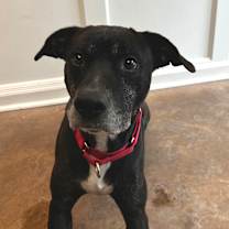 Thumbnail photo of Benny #3