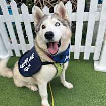 Thumbnail photo of Azul #1