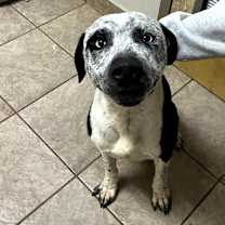 Thumbnail photo of Claus #1