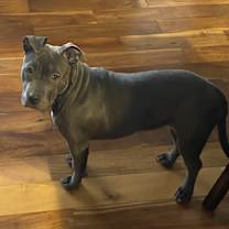 Thumbnail photo of Gracie #2