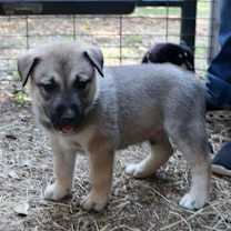 Thumbnail photo of King #3