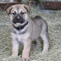 Thumbnail photo of King #4