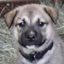 Thumbnail photo of King #1