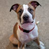 Thumbnail photo of Maxy #1