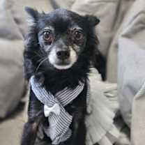 Thumbnail photo of Betty (Adoption Ambassador) #1