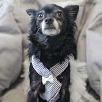 Thumbnail photo of Betty (Adoption Ambassador) #2