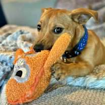 Thumbnail photo of Finn #1