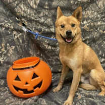 Thumbnail photo of Diesel #3