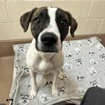 Thumbnail photo of Affogato #2