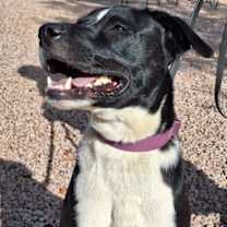 Thumbnail photo of Buddy #3