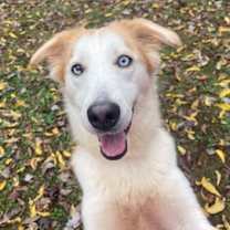 Thumbnail photo of Butterscotch #1