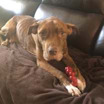 Thumbnail photo of Rocko(HW+) #2