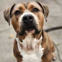 Thumbnail photo of Rufus  #1