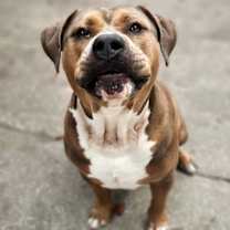 Thumbnail photo of Rufus  #3