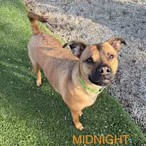 Thumbnail photo of Midnight #1