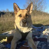 Thumbnail photo of Ruger #1