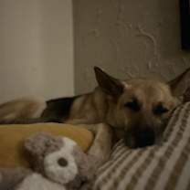 Thumbnail photo of Ruger #4