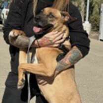 Thumbnail photo of Amber #2