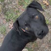 Thumbnail photo of Apollo #1