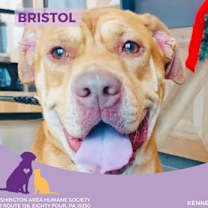 Thumbnail photo of Bristol #1