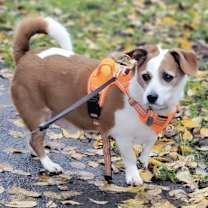 Thumbnail photo of Todd #1