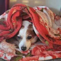 Thumbnail photo of Todd #3