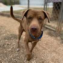 Thumbnail photo of Sammy 11-11-25 #2