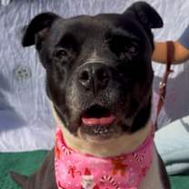 Thumbnail photo of Lil' Luna #1