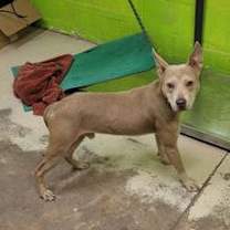 Thumbnail photo of Griffin #2